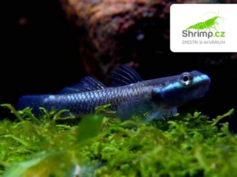 Hlaváč Stiphodon sp. 'Undio Blue' v akváriu