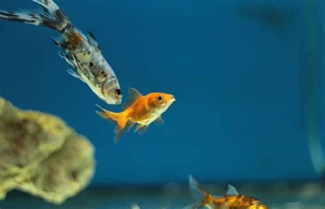 Rôzne druhy rýb žijúcich na dne akvária