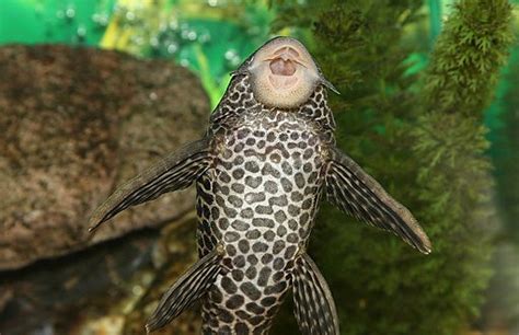 Ancistrus čistiaci sklo akvária