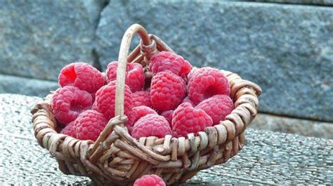 Odrody drobného ovocia