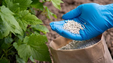 Zalievanie a hnojenie drobného ovocia