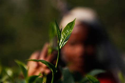 Ilustrácia čajových lístkov