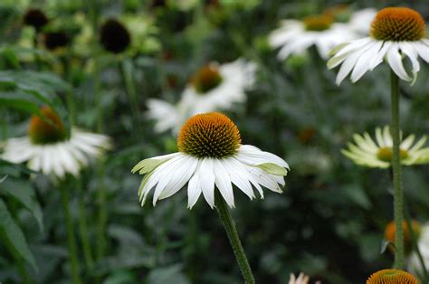 Kvitnúca echinacea