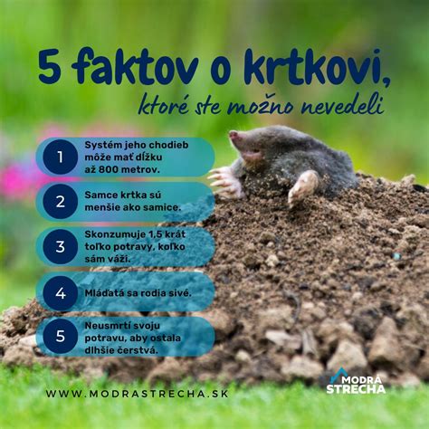 Ilustrácia krtka v záhrade