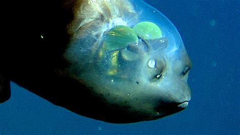 Strašík maloústy (Macropinna microstoma)
