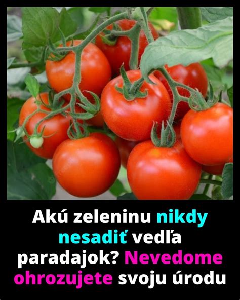 Názorná ukážka správnej hĺbky a orientácie cibule pri sadení