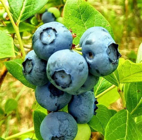 Čerstvé čučoriedky