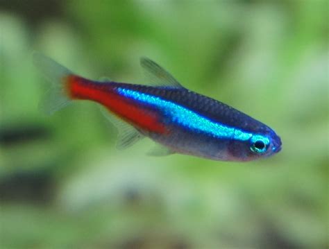 Tetra neonová