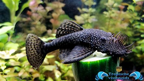Ancistrus