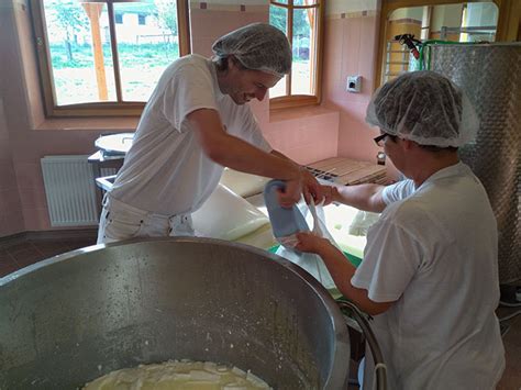 Výroba tvarohu v mliekárni