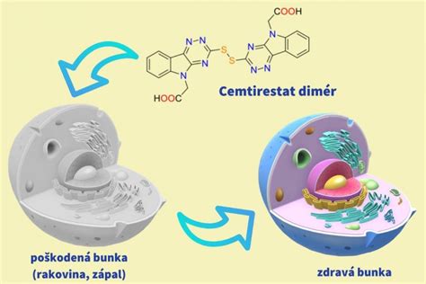 Schéma účinku flavanolov na cievy
