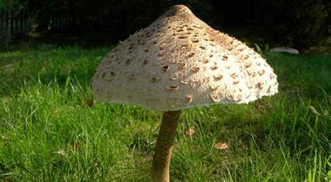 Charakteristický vzhľad bedle vysokej