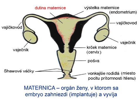 Umiestnenie maternice v treťom trimestri