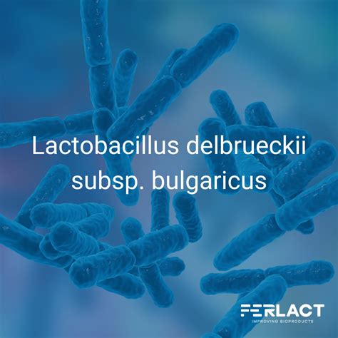 Infografika zobrazujúca zdravotné prínosy probiotík a Lactobacillus Bulgaricus
