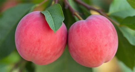 Hybridné ovocie - plumcot