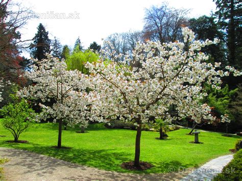 Kvitnúca japonská čerešňa (sakura)