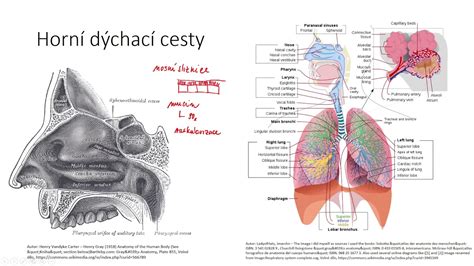 Ilustrácia dýchacích ciest s naznačeným zápalom a hlienom