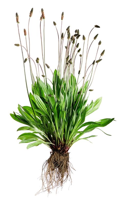 Rastlina skorocel