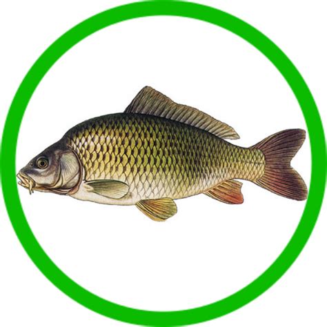 Akváriové kaprovité ryby