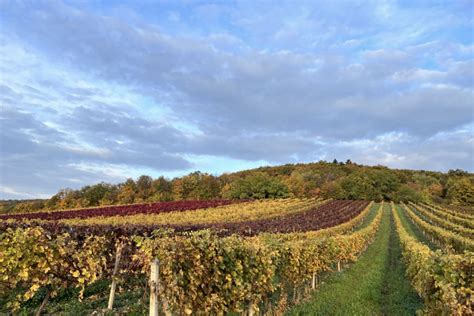 Francúzske vinice