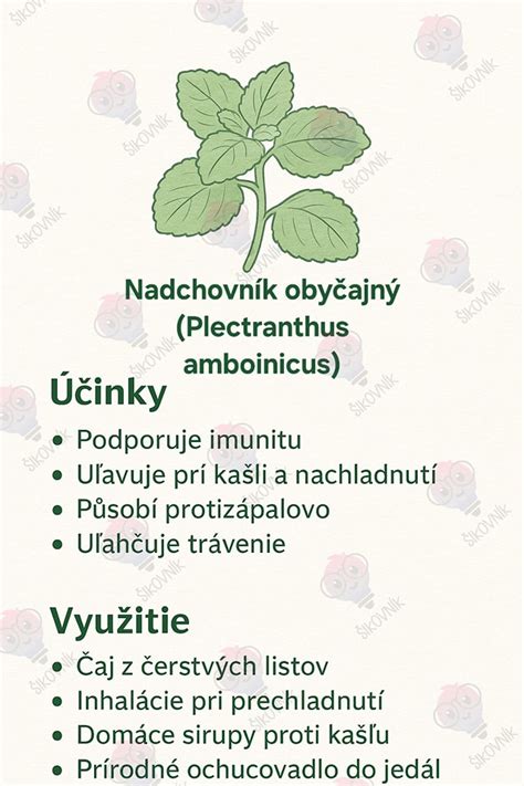 Infografika o účinkoch skorocelu a echinacey na imunitu a dýchacie cesty
