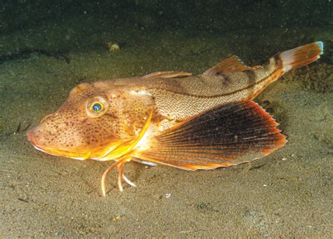 Ilustrácia rýb typu sea robin s ich charakteristickými plutvami pripomínajúcimi nohy