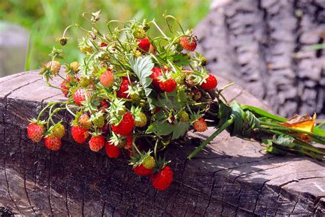 Ilustrácia lesných jahôd