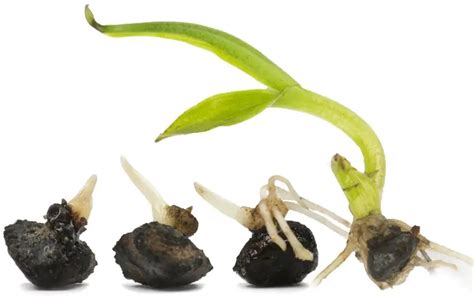 Štandardný postup pri klíčení semien chilli