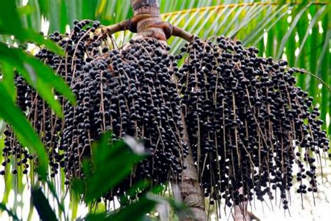 Schéma účinkov Acai na organizmus