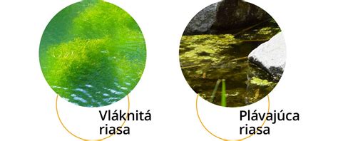 Typy rias v jazierku