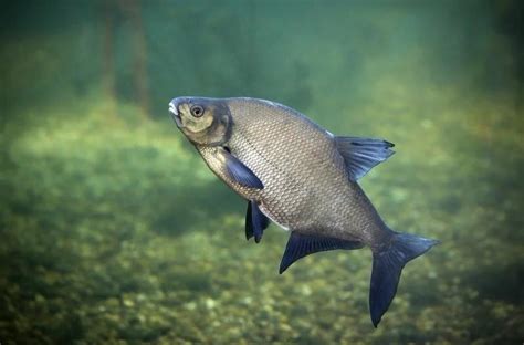 Infografika o nutričných hodnotách rýb