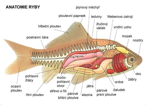 Anatomia ryby s popismi