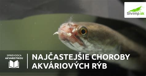 Prehľad bežných chorôb akváriových rýb