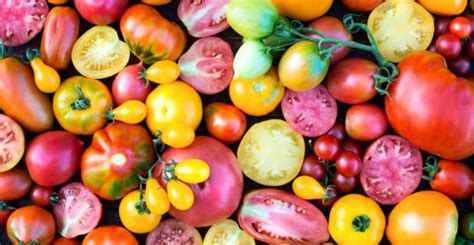Rozmanitosť zeleniny