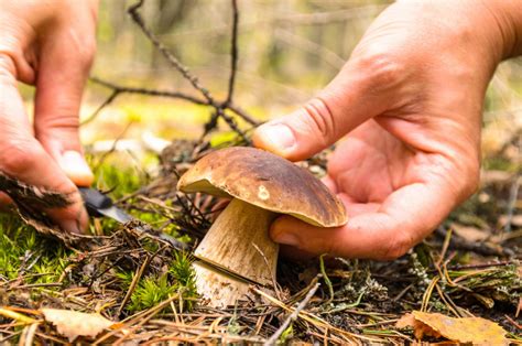 Hubárčenie v prírode