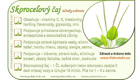 Ilustrácia listov skorocelu