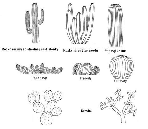 rozličné tvary banketiek