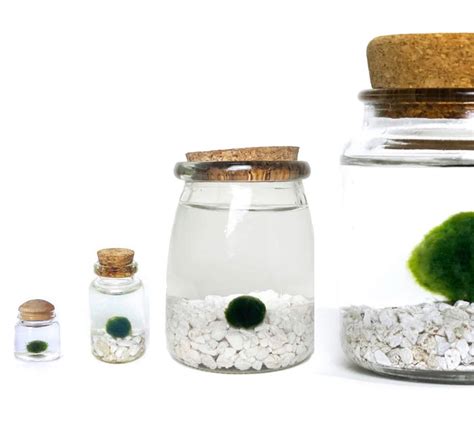 Stará fotografia alebo kresba riasogúľ Marimo