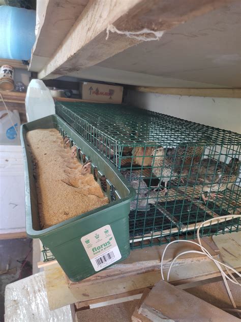 Chov prepelíc v klietkach