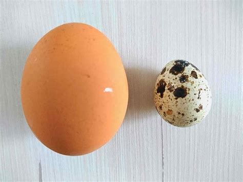 Porovnanie nutričných hodnôt prepeličieho a slepačieho vajca