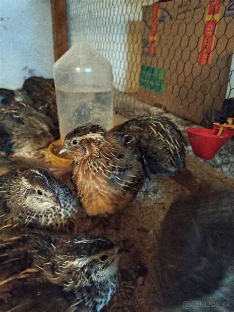 Ilustrácia pečených prepeličiek