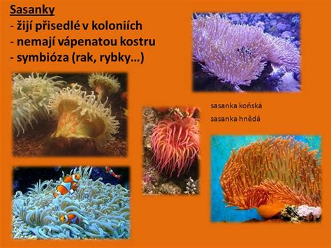 symbióza klauna a sasanky