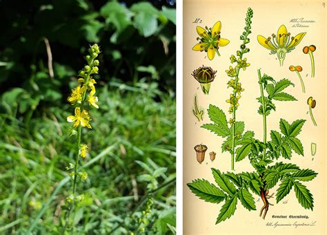 Repík lekársky s typickými žltými kvetmi