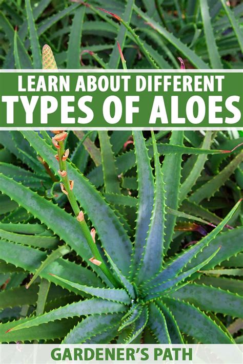list aloe vera