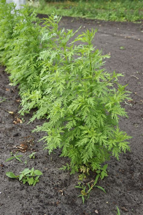 bylina Artemisia annua