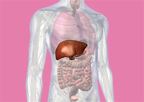 Ilustrácia husacej pečene