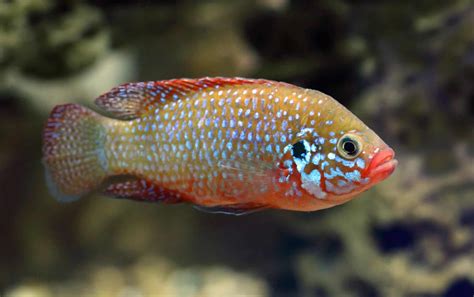 Cichlida Flowerhorn s výrazným hrboľom na hlave