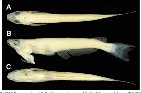 Ilustrácia ryby Phallostethus cuulong