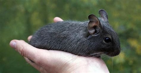 Ilustrácia osmáka Degu v prirodzenom prostredí