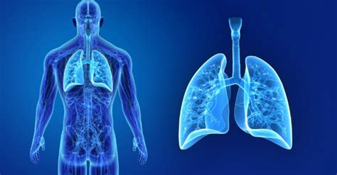 Ilustrácia dýchacích ciest a pľúc